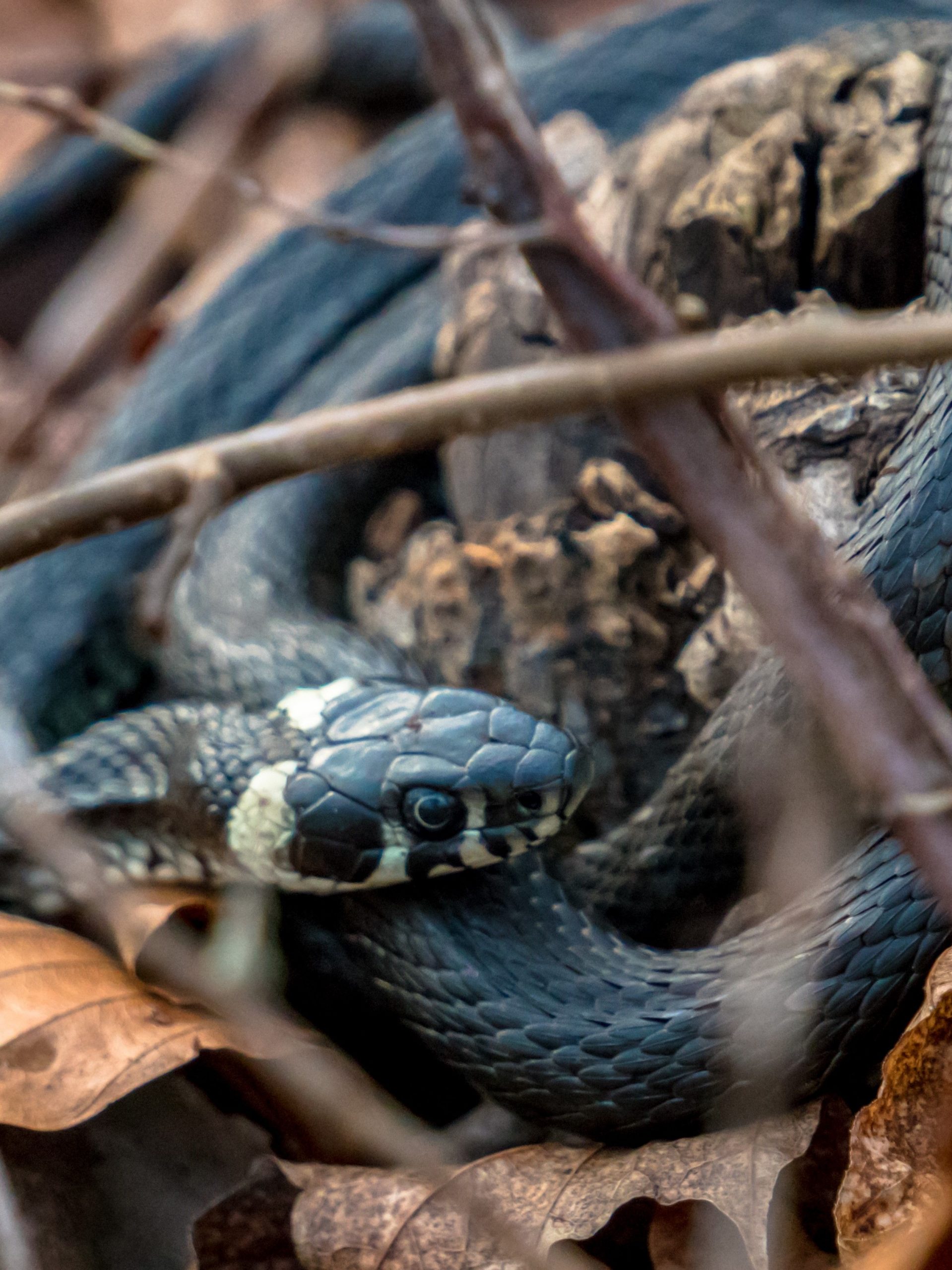 Vivid snake is perched on a pile of freshly fallen autumn leaves.